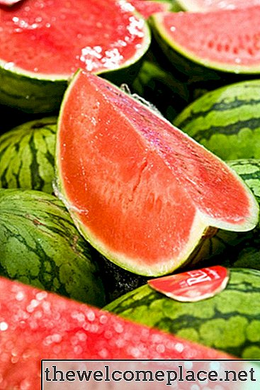 Wie man Wassermelonenpflanzen schneller und mit großen Früchten wachsen lässt