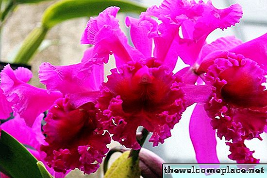 Comment faire votre propre gélose pour orchidées