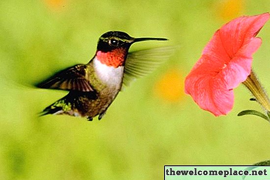 Làm thế nào để làm cho ống nạp Hummingbird của riêng bạn