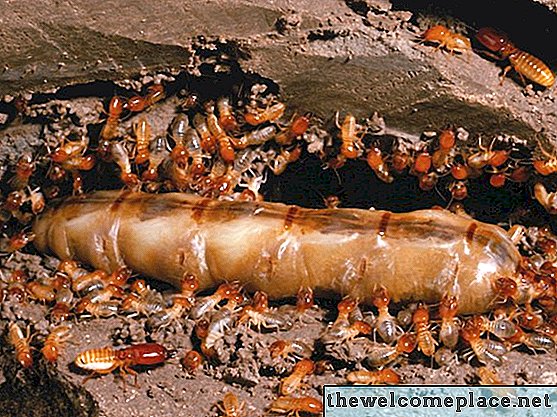 Kaip sumaišyti boro rūgšties miltelius su skalbimo balikliu termitams