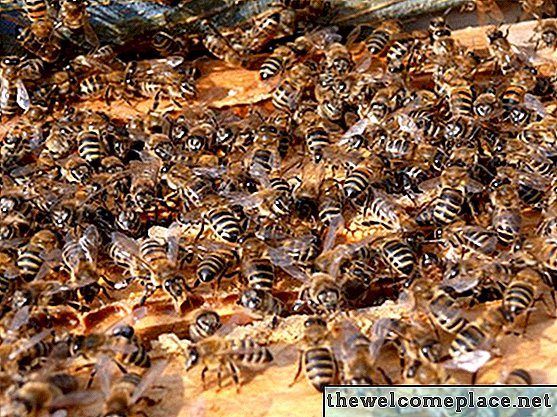Como se livrar naturalmente das abelhas