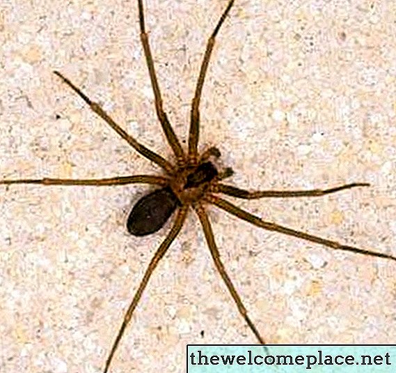 Comment se débarrasser naturellement des araignées recluses brunes