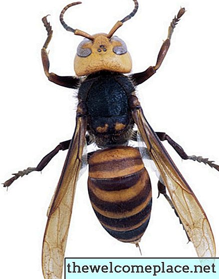 Cara Menetralkan Semprotan Raid Wasp