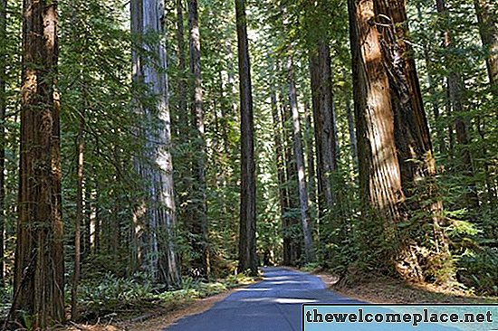 Hvordan plante og dyrke en Sequoia frøplante