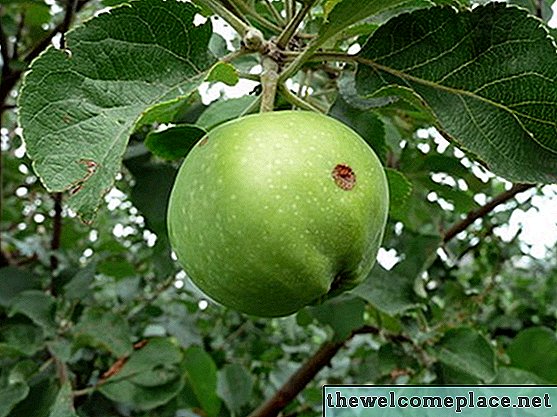 Hoe Apple Tree Stekken planten