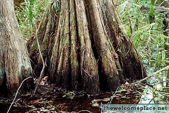 Hur man planterar skalta cypressträd i vatten