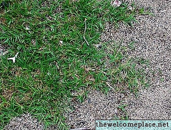Bermuda Çim Tohumu Bitki Nasıl