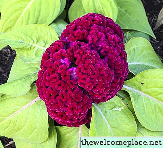 Comment planter des fleurs de cockscomb