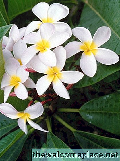 Sådan plantes Hawaiian Lei-træer