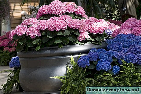 Come piantare ortensie in vaso