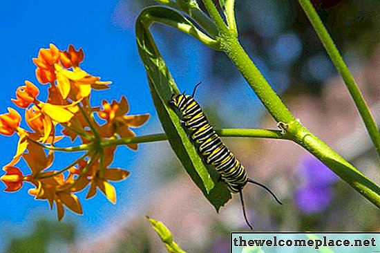 Hoe Milkweed Seeds te planten