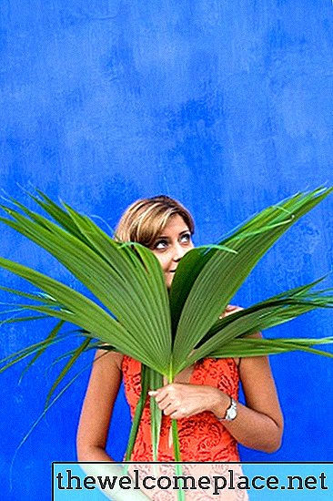 Sådan plantes en palmeskæring
