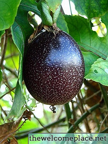 Cómo plantar fruta de la pasión