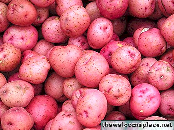 Jak sadzić ziemniaki na Florydzie