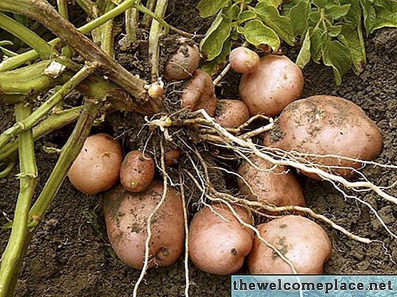 Kartoffeln pflanzen in Pennsylvania