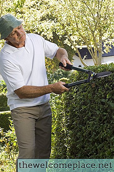 Jak zasadit Privet Hedge