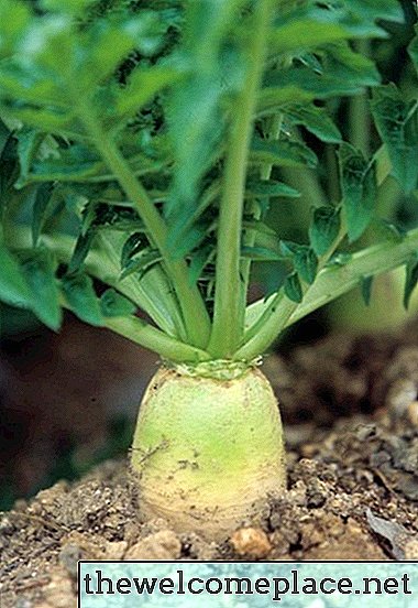 Cách trồng củ cải cho hươu