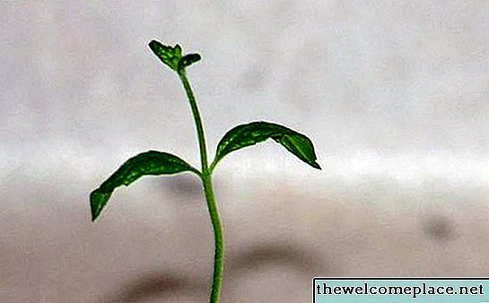 Cómo plantar semillas en copas