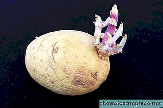 Filizlenmiş Patates Tohumları Bitki Nasıl