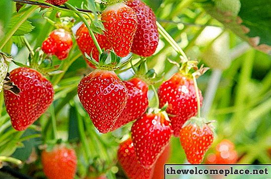 Sådan planter jordbær i Arizona
