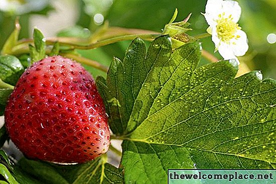 Wie man Erdbeeren in Michigan pflanzt