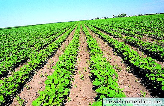 Wie man Erdbeeren in Texas pflanzt