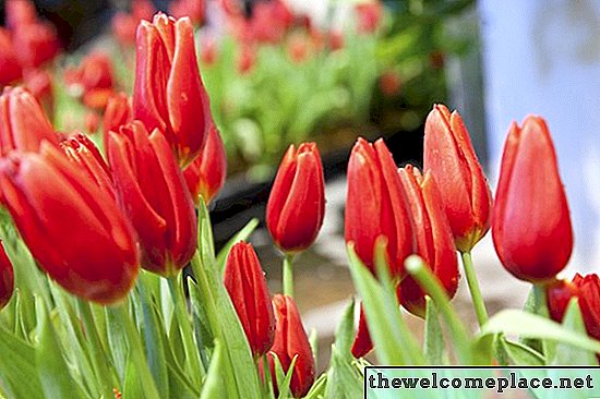 Como plantar tulipas fora depois que florescem em vasos