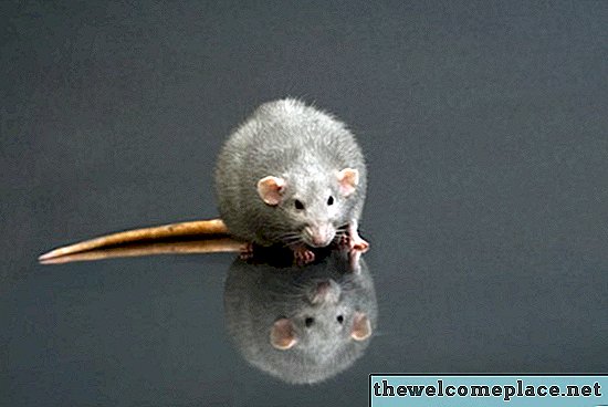 Cum să conectați găurile de șobolan