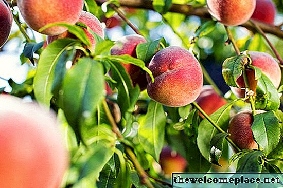 So bereiten Sie Pfirsichsamen zum Anpflanzen vor