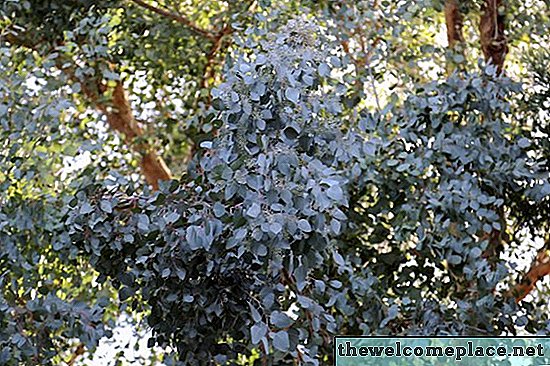 Hvordan bevare eukalyptusblader for tørkede blomsteroppsatser