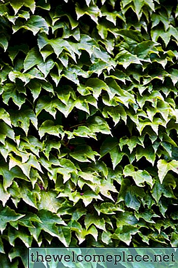 Como preservar Fresh Cut English Ivy