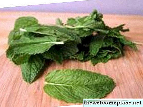 Cara Melestarikan Daun Mint