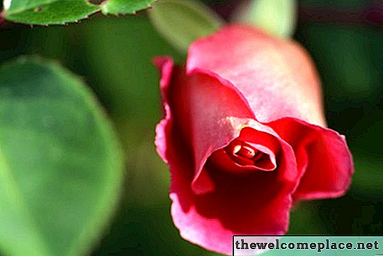 Como preservar uma flor rosa