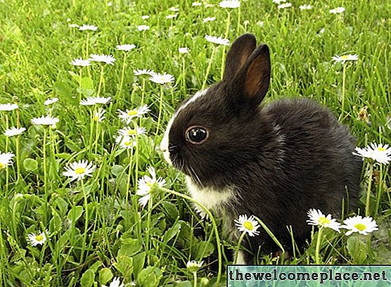 Hoe te voorkomen dat konijntjes bloemen eten