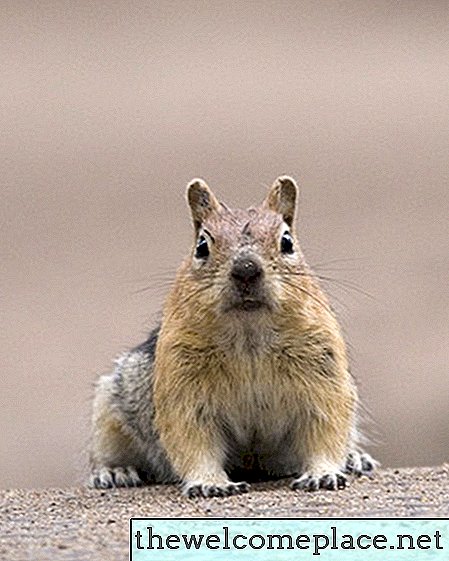 Kako preprečiti, da bi veverice pojedle zaslone oken