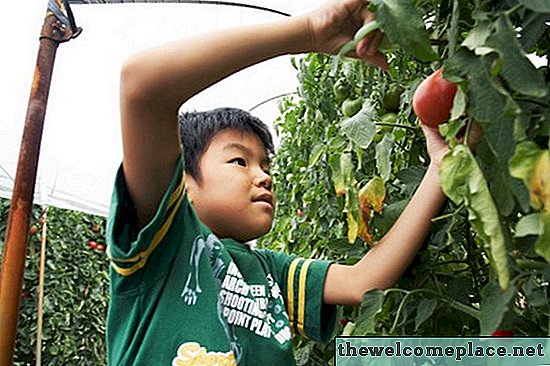 Как предотвратить желтые листья на томатных растениях