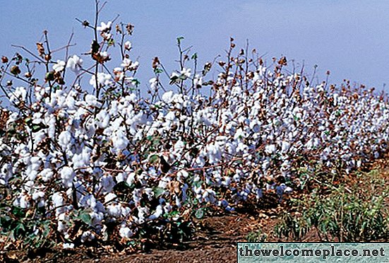 Como processar algodão, da planta ao pano