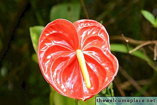 Jak šířit Anthurium