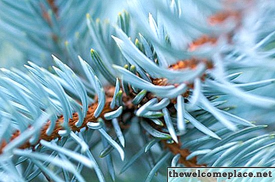 Làm thế nào để tuyên truyền Colorado Blue Spruce