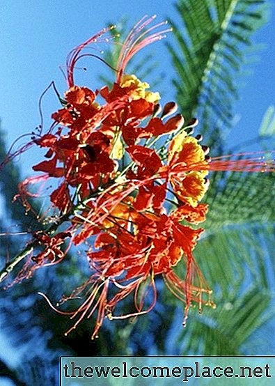 Comment propager une plante mexicaine d'oiseau de paradis