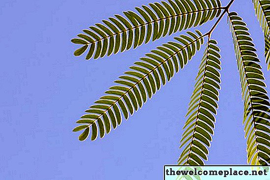 Comment propager le mimosa pudica