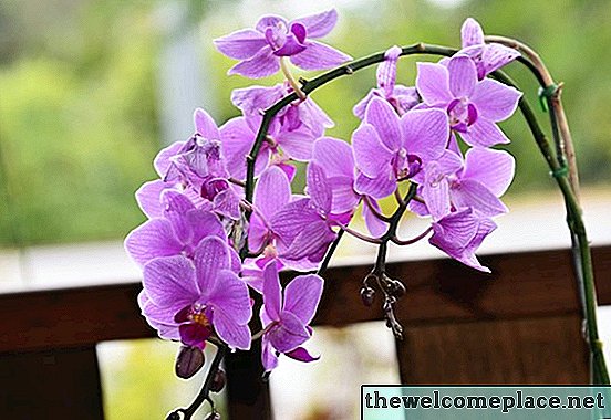 Wie Phalaenopsis Orchideen zu vermehren