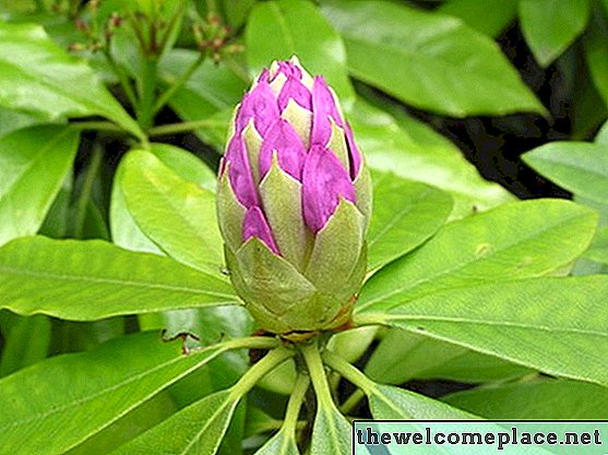 Wie man Rhododendron-Stecklinge vermehrt