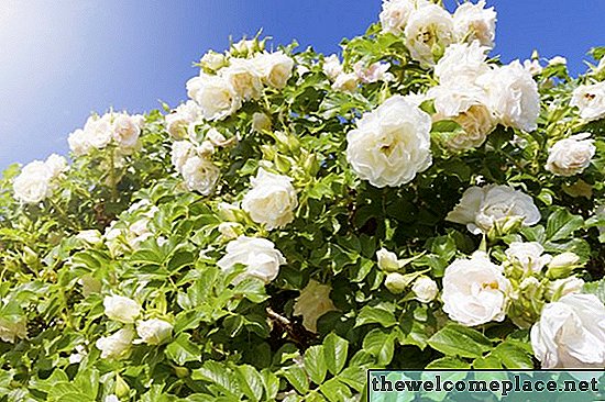Comment propager Rosa Rugosa
