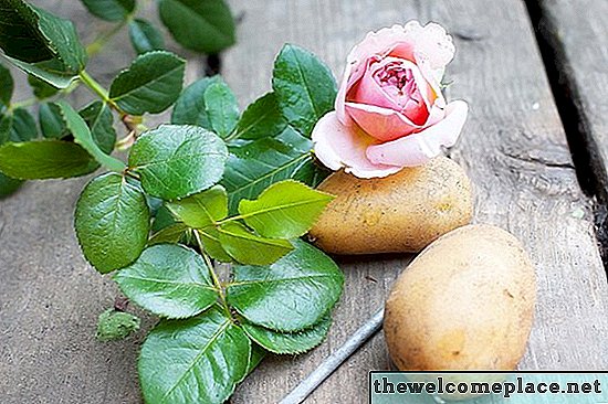 كيفية نشر الورود باستخدام البطاطس