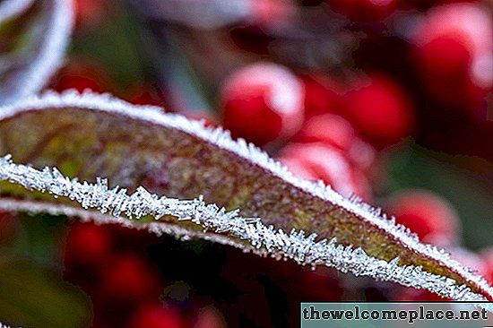 So schützen Sie Pflanzen vor Frost