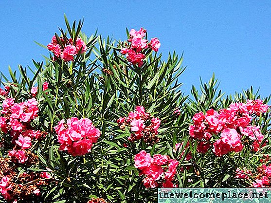 Hogyan lehet az Oleander növényeket szilva és gondozni?