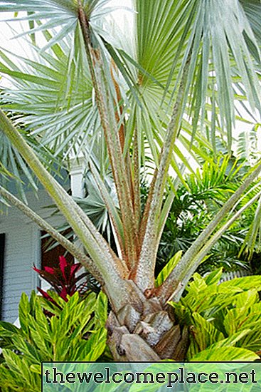 Een Bismarck-palm snoeien