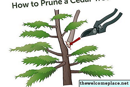 Cómo podar un árbol de cedro