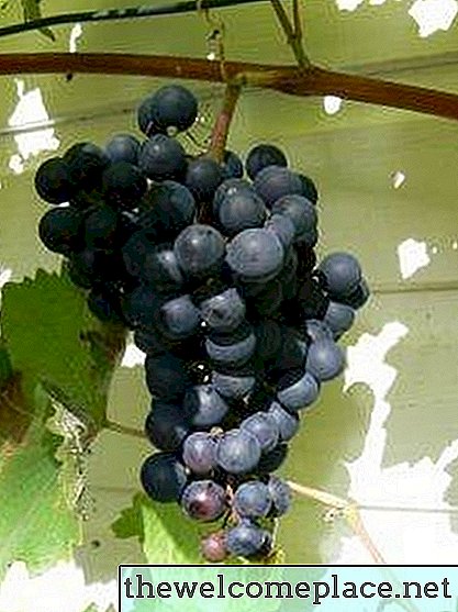 Comment tailler Concord Grapevines